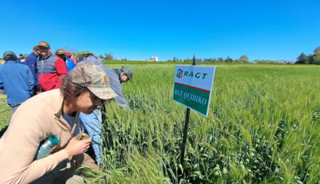 TRIGO RAGT Todos los Campos en CamposYa.com.ar donde publicas gratis tu campo
