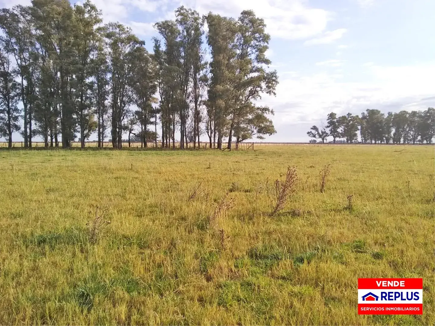 Campo Mixto en Carlos Tejedor 404 Has