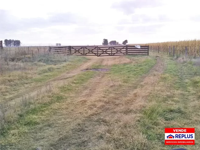 Campo Mixto en Carlos Tejedor 404 Has