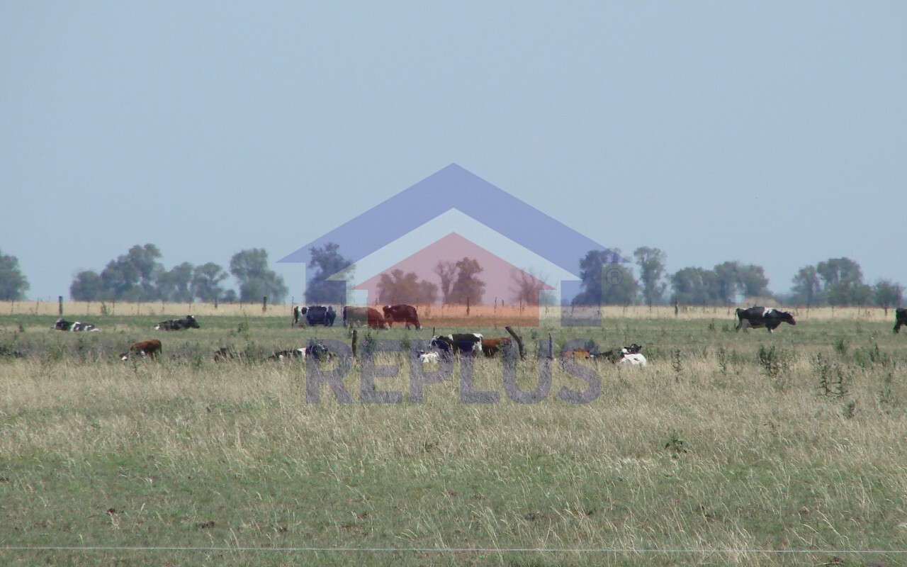 Campo 42 Héctáreas, Pehuajó, BA 6450