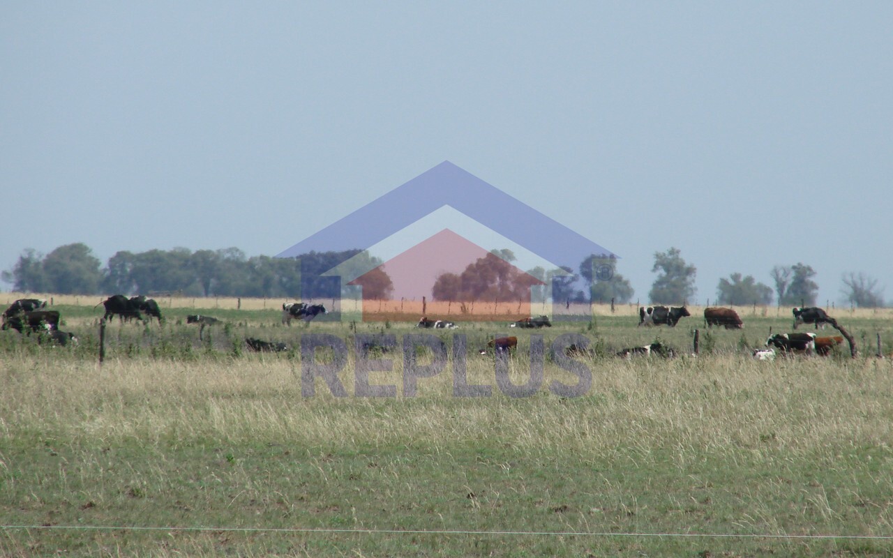 Campo 42 Héctáreas, Pehuajó, BA 6450