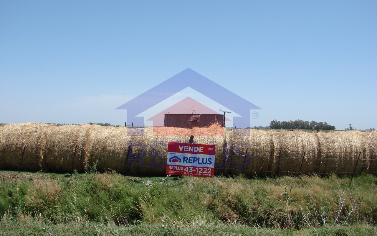 Campo 42 Héctáreas, Pehuajó, BA 6450
