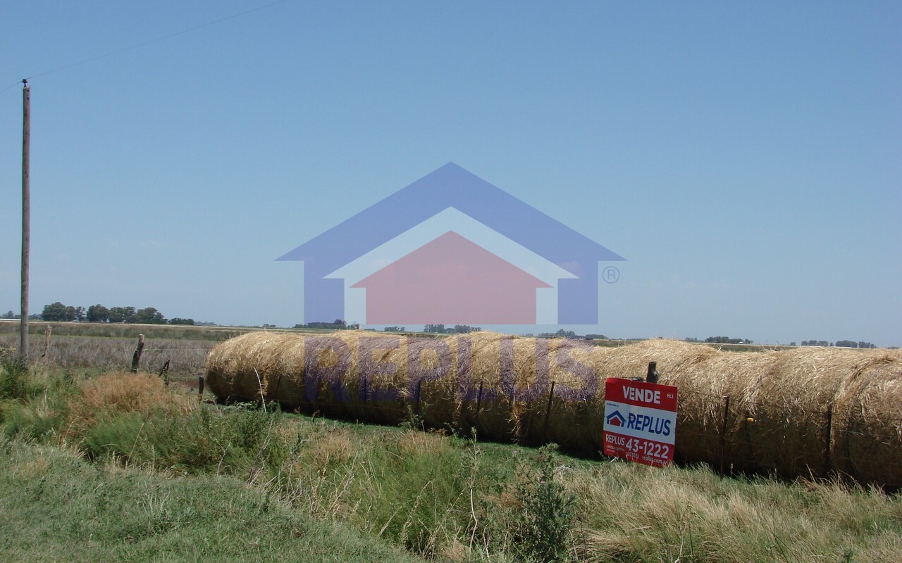 Campo 42 Héctáreas, Pehuajó, BA 6450