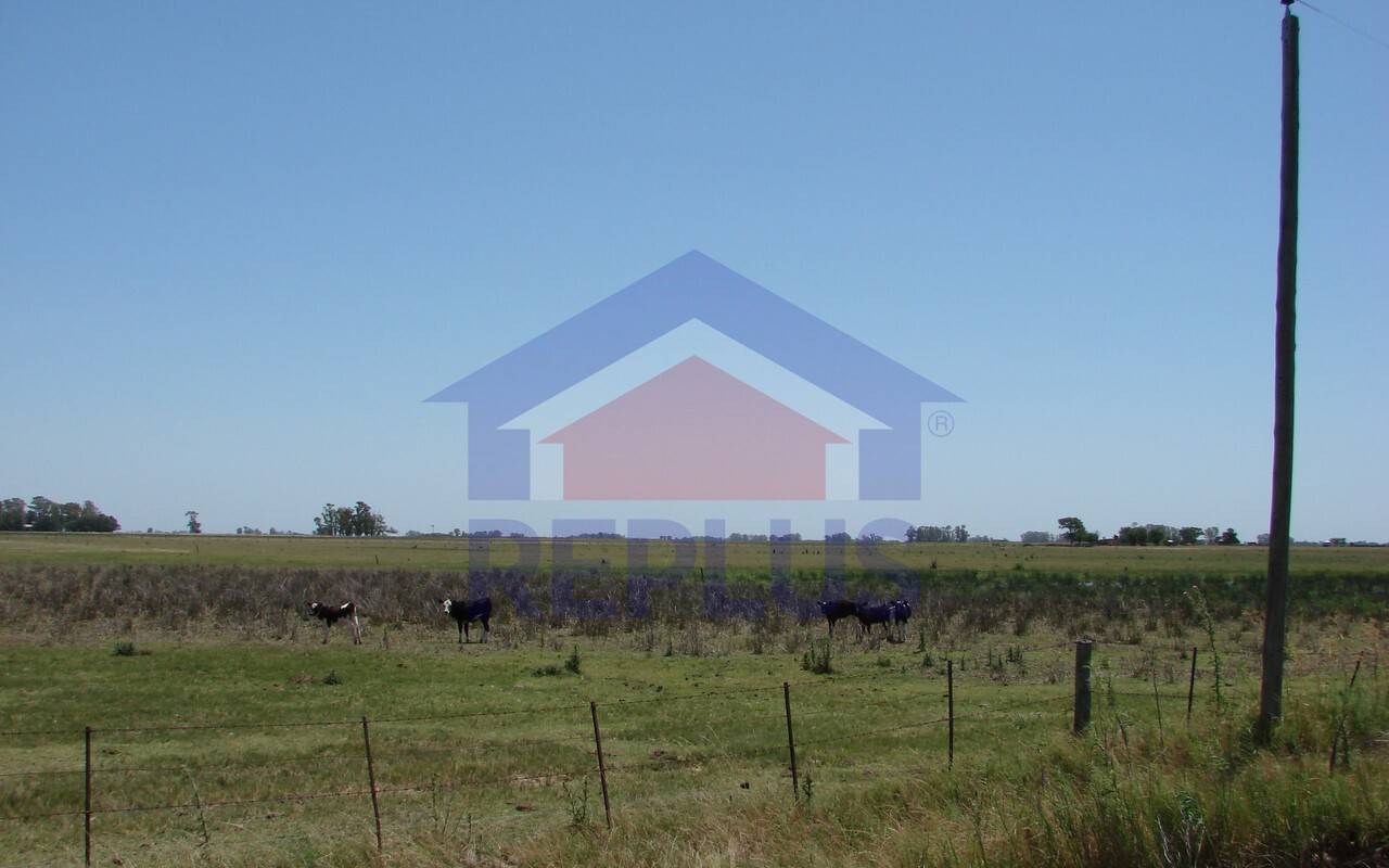 Campo 42 Héctáreas, Pehuajó, BA 6450