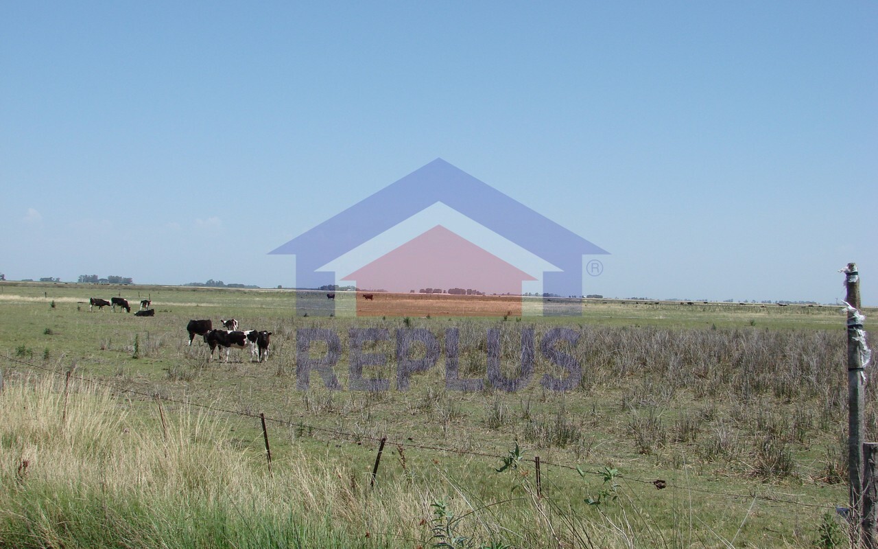 Campo 42 Héctáreas, Pehuajó, BA 6450