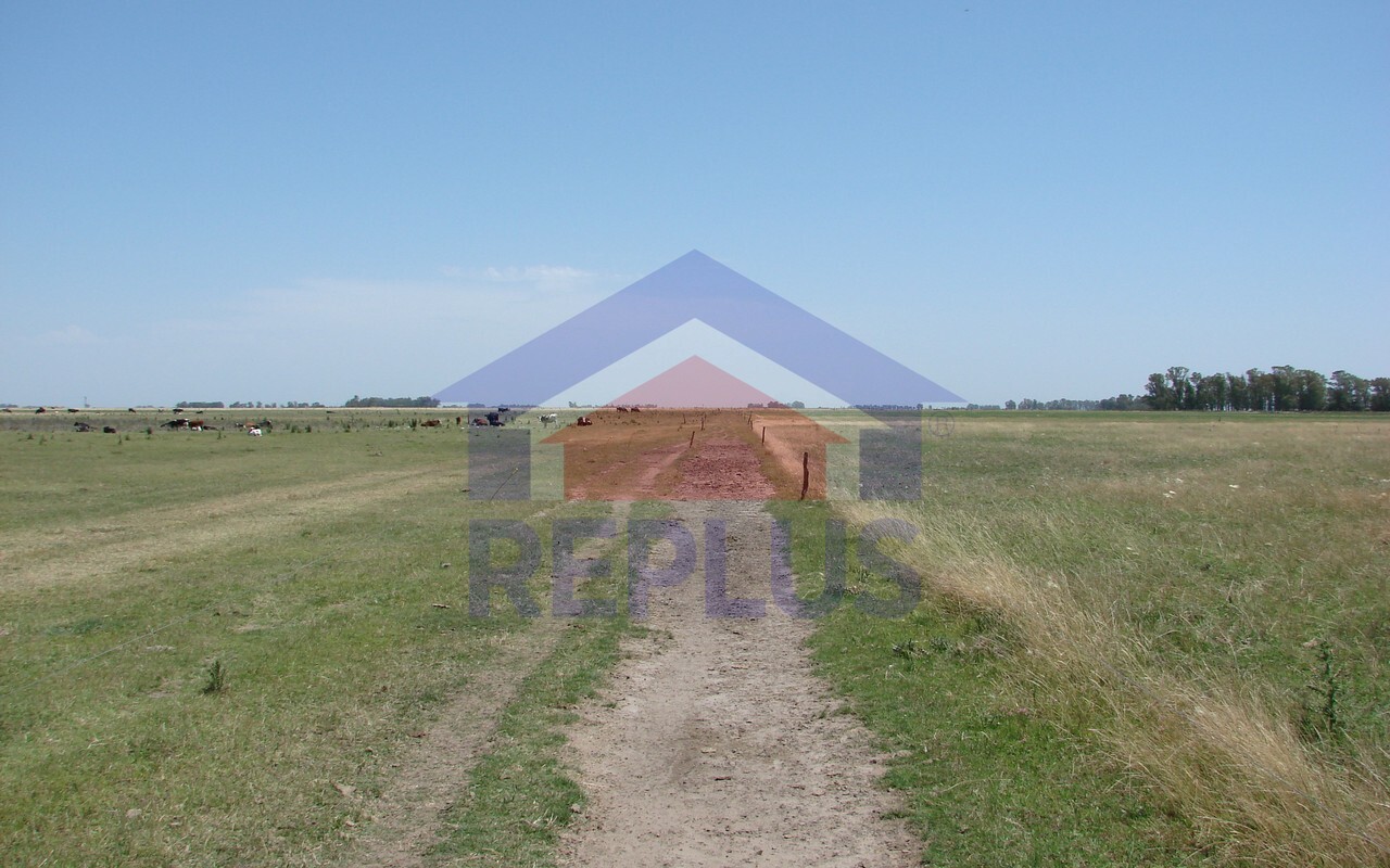 Campo 42 Héctáreas, Pehuajó, BA 6450