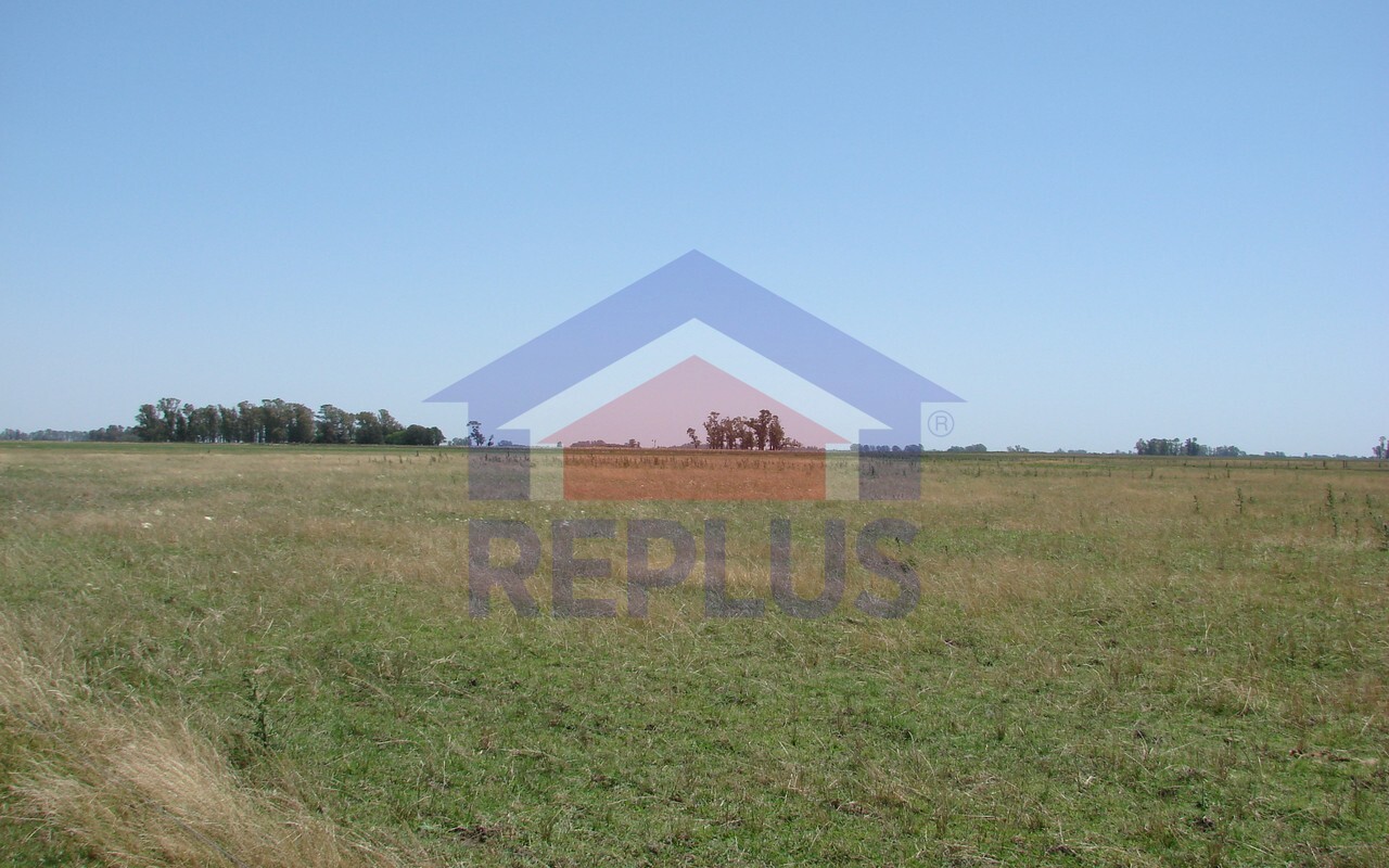 Campo 42 Héctáreas, Pehuajó, BA 6450