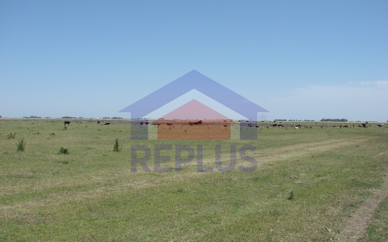 Campo 42 Héctáreas, Pehuajó, BA 6450