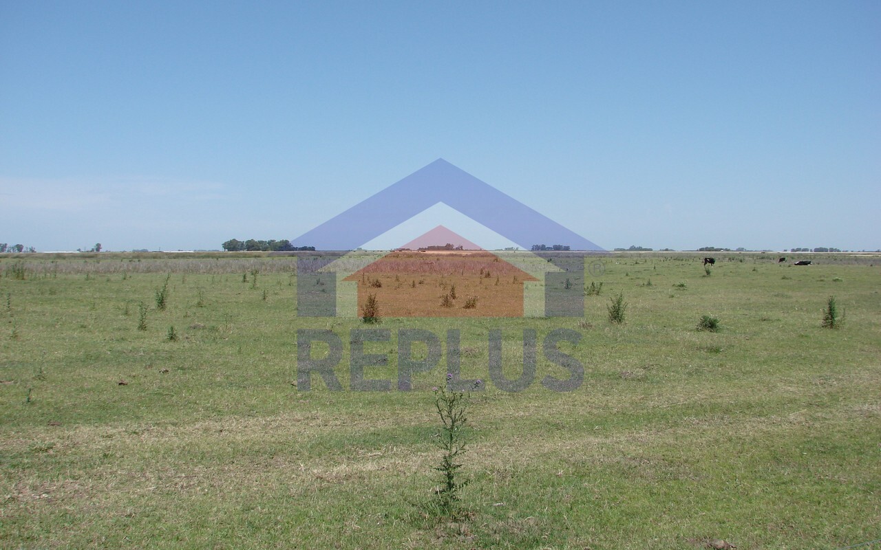 Campo 42 Héctáreas, Pehuajó, BA 6450