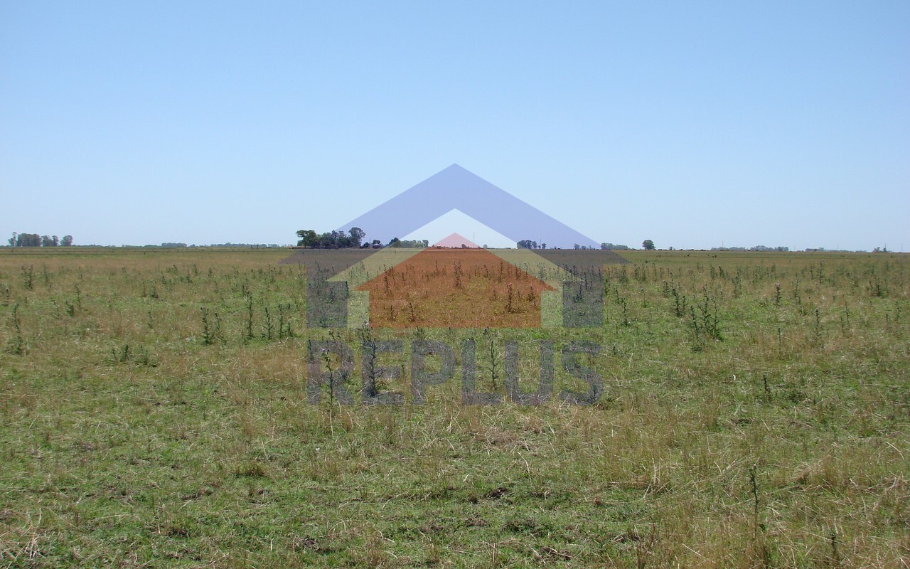 Campo 42 Héctáreas, Pehuajó, BA 6450