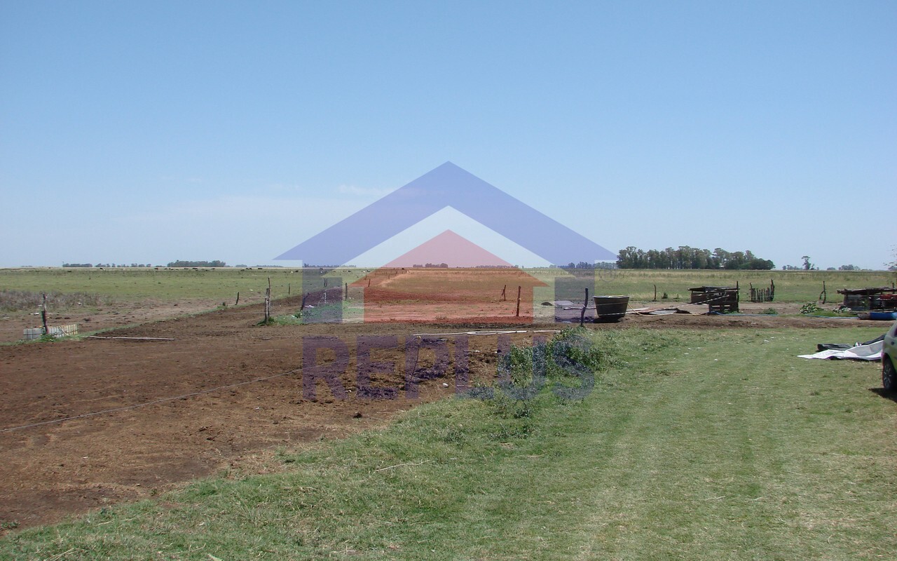 Campo 42 Héctáreas, Pehuajó, BA 6450