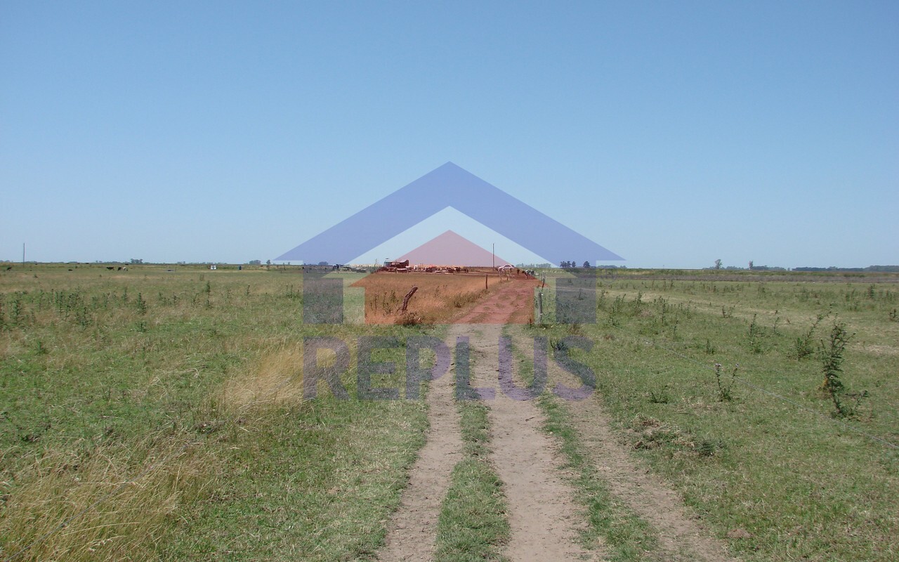 Campo 42 Héctáreas, Pehuajó, BA 6450