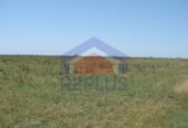 Campo 42 Héctáreas, Pehuajó, BA 6450