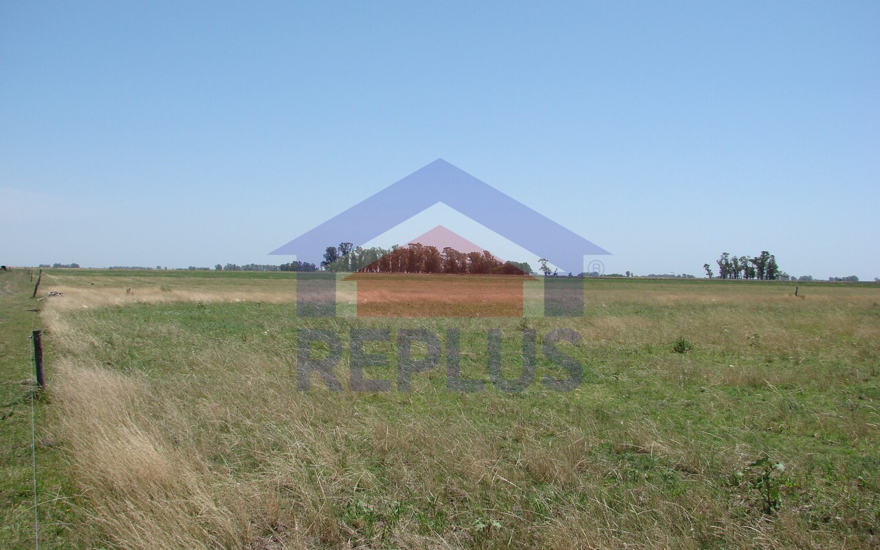 Campo 42 Héctáreas, Pehuajó, BA 6450