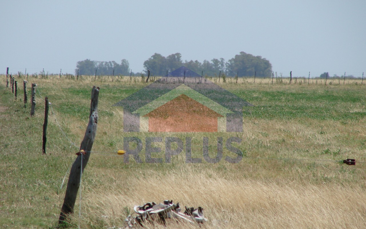 Campo 42 Héctáreas, Pehuajó, BA 6450