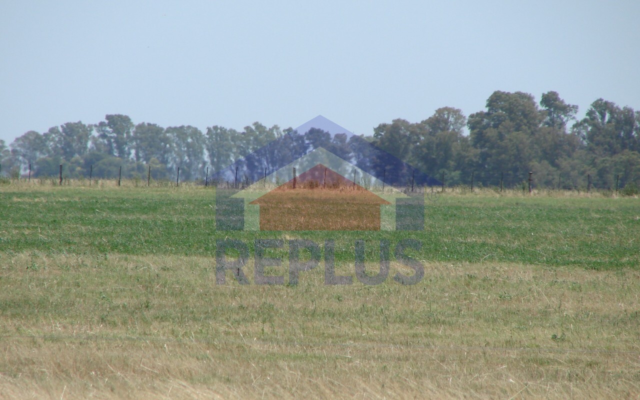 Campo 42 Héctáreas, Pehuajó, BA 6450