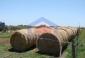 Campo 42 Héctáreas, Pehuajó, BA 6450