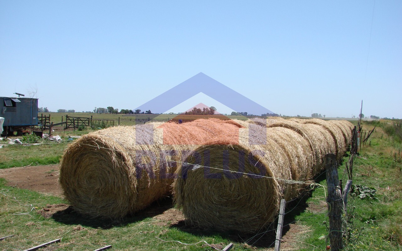 Campo 42 Héctáreas, Pehuajó, BA 6450