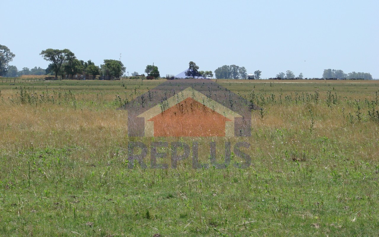 Campo 42 Héctáreas, Pehuajó, BA 6450