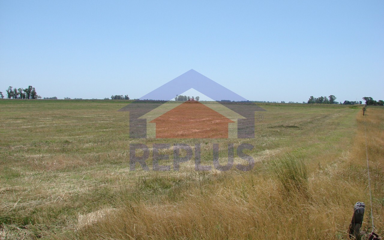 Campo 42 Héctáreas, Pehuajó, BA 6450