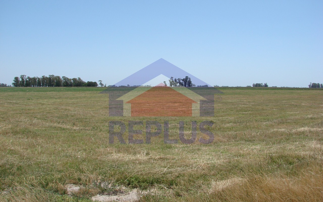 Campo 42 Héctáreas, Pehuajó, BA 6450