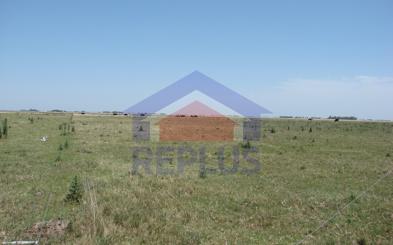 Campo 42 Héctáreas, Pehuajó, BA 6450