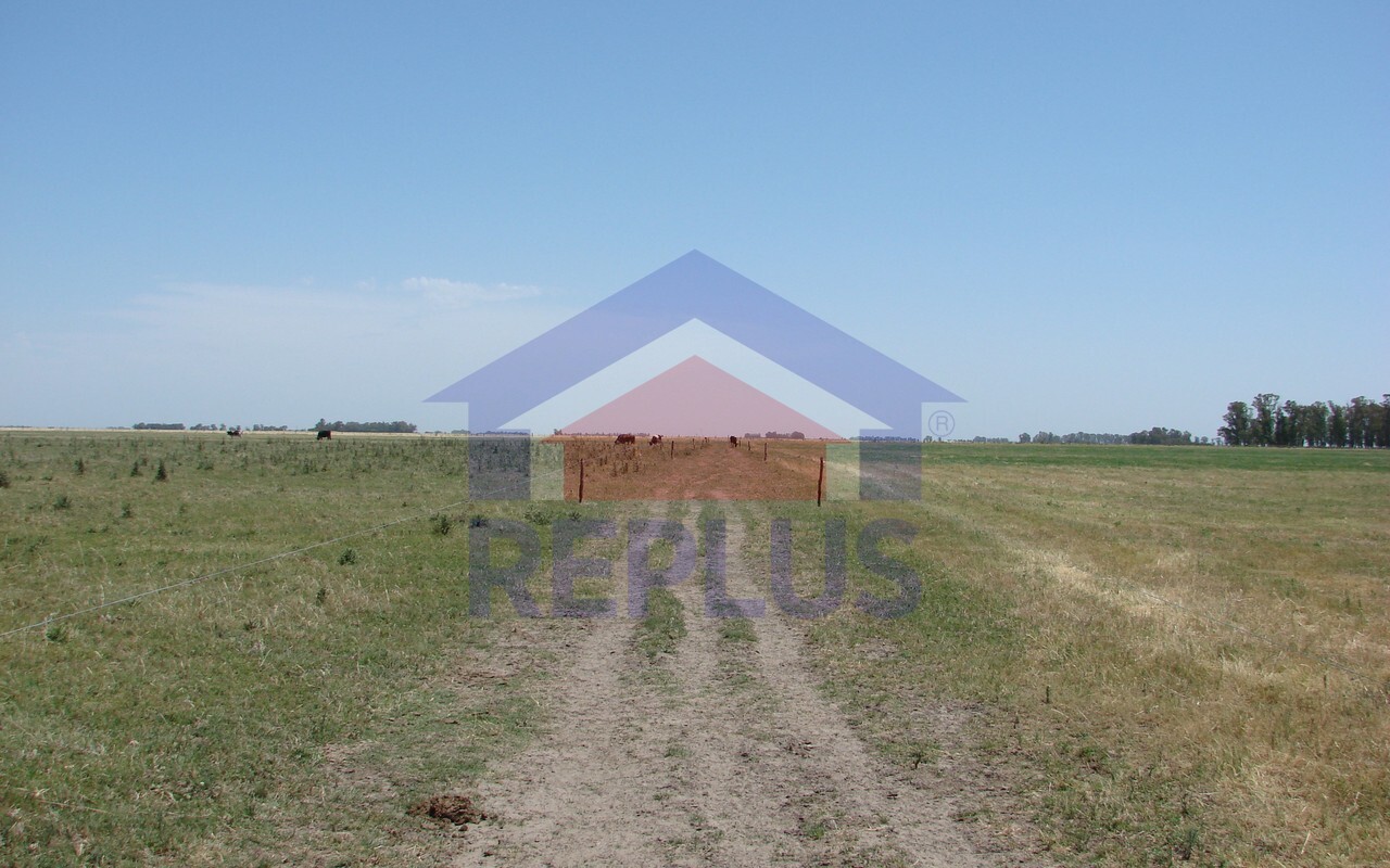 Campo 42 Héctáreas, Pehuajó, BA 6450