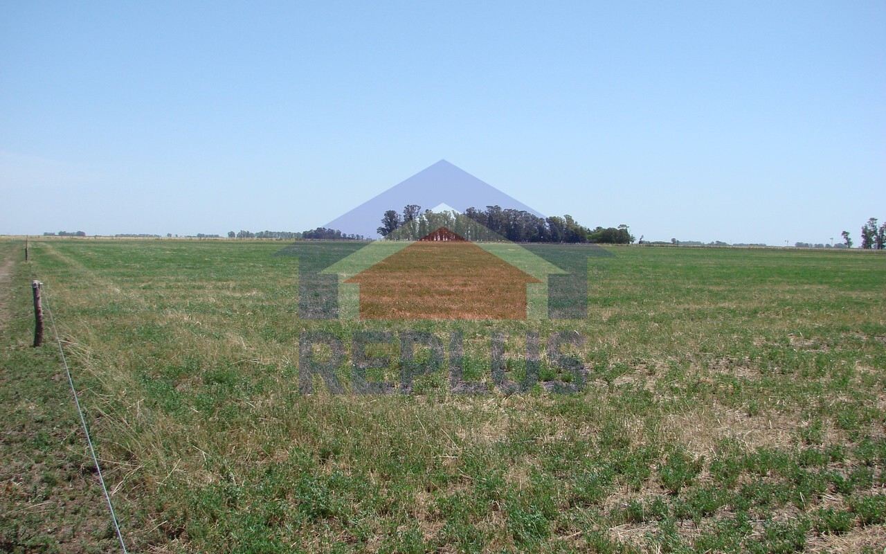 Campo 42 Héctáreas, Pehuajó, BA 6450