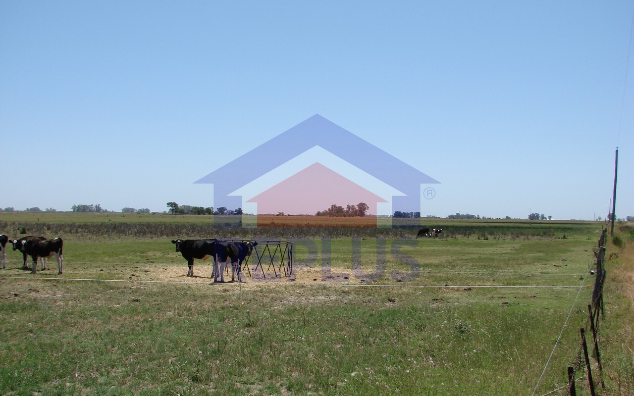 Campo 42 Héctáreas, Pehuajó, BA 6450