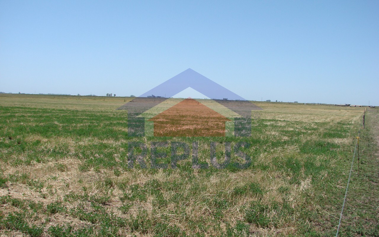 Campo 42 Héctáreas, Pehuajó, BA 6450