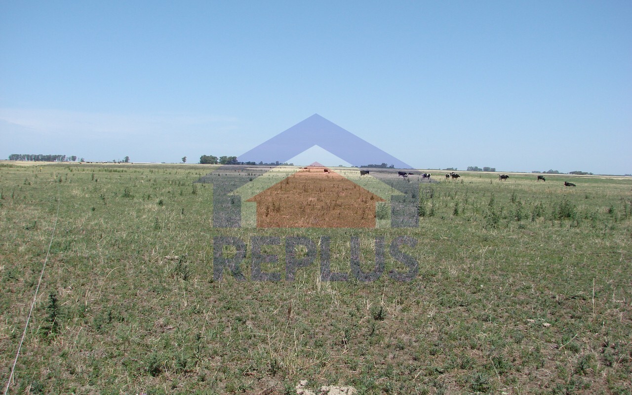 Campo 42 Héctáreas, Pehuajó, BA 6450