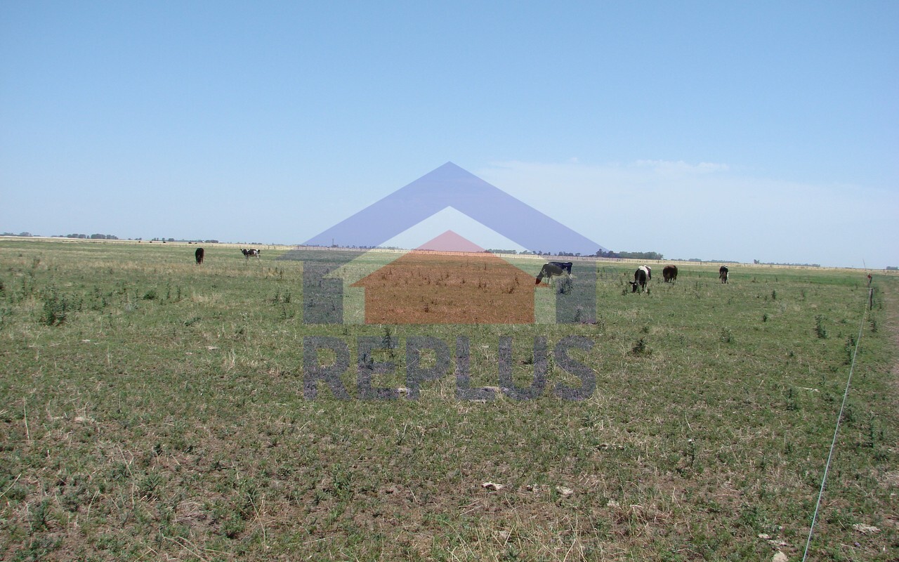 Campo 42 Héctáreas, Pehuajó, BA 6450