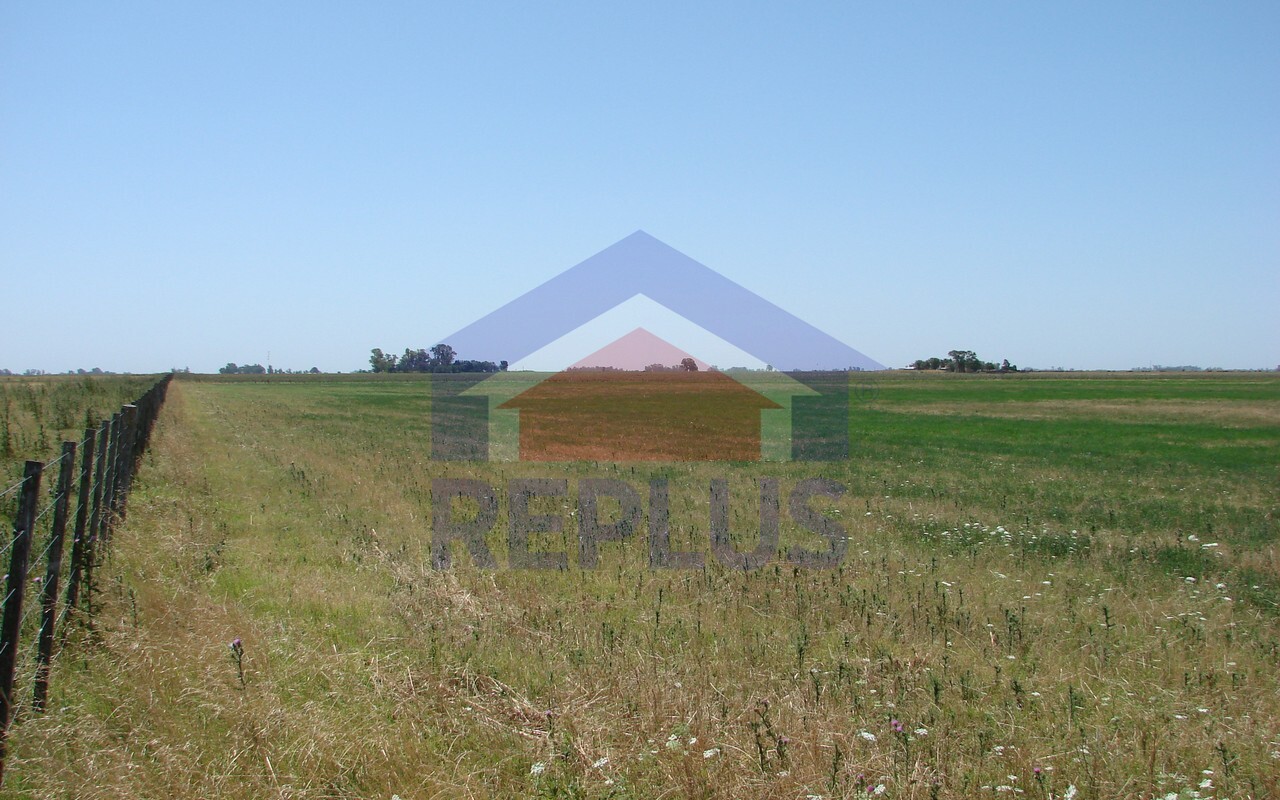 Campo 42 Héctáreas, Pehuajó, BA 6450