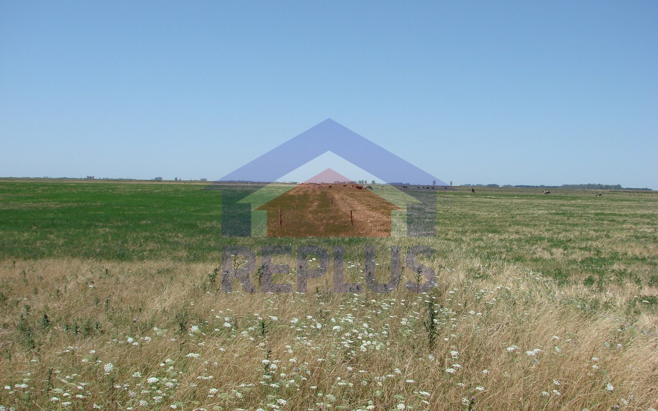 Campo 42 Héctáreas, Pehuajó, BA 6450