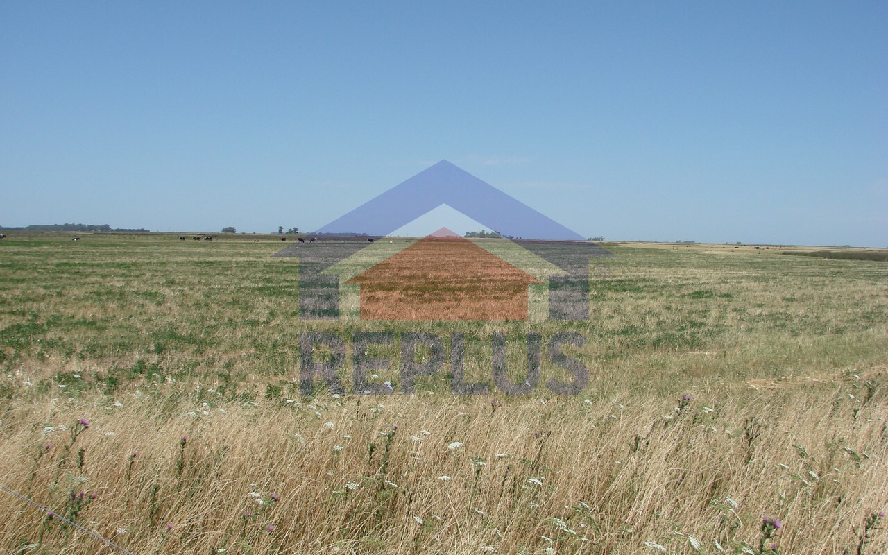 Campo 42 Héctáreas, Pehuajó, BA 6450