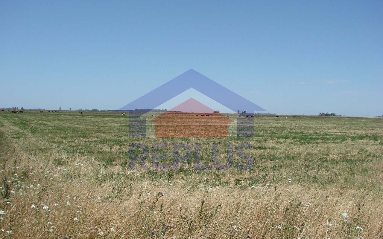 Campo 42 Héctáreas, Pehuajó, BA 6450