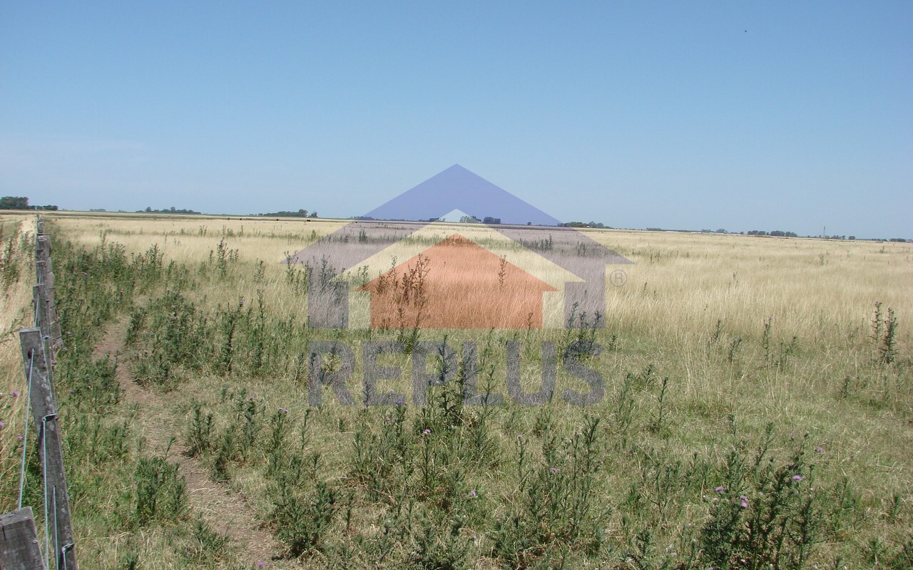 Campo 42 Héctáreas, Pehuajó, BA 6450