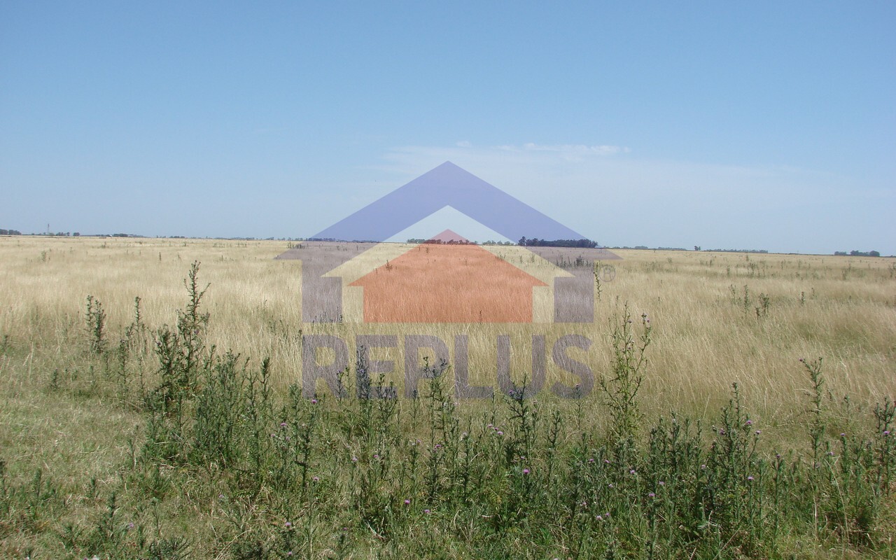 Campo 42 Héctáreas, Pehuajó, BA 6450