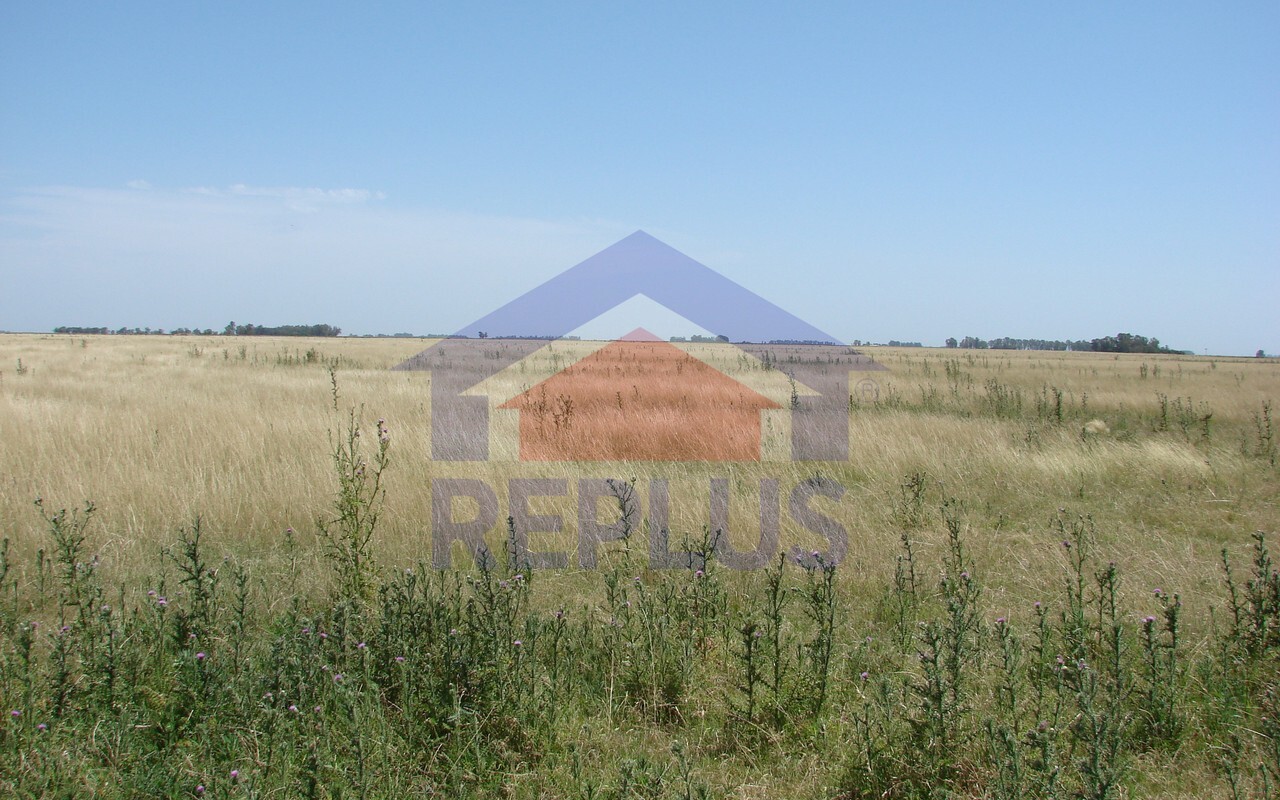 Campo 42 Héctáreas, Pehuajó, BA 6450