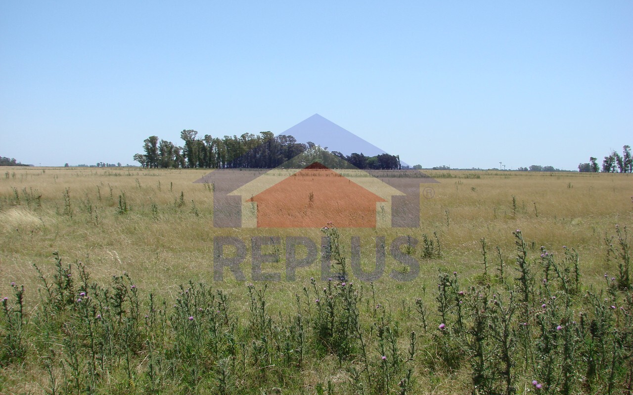 Campo 42 Héctáreas, Pehuajó, BA 6450