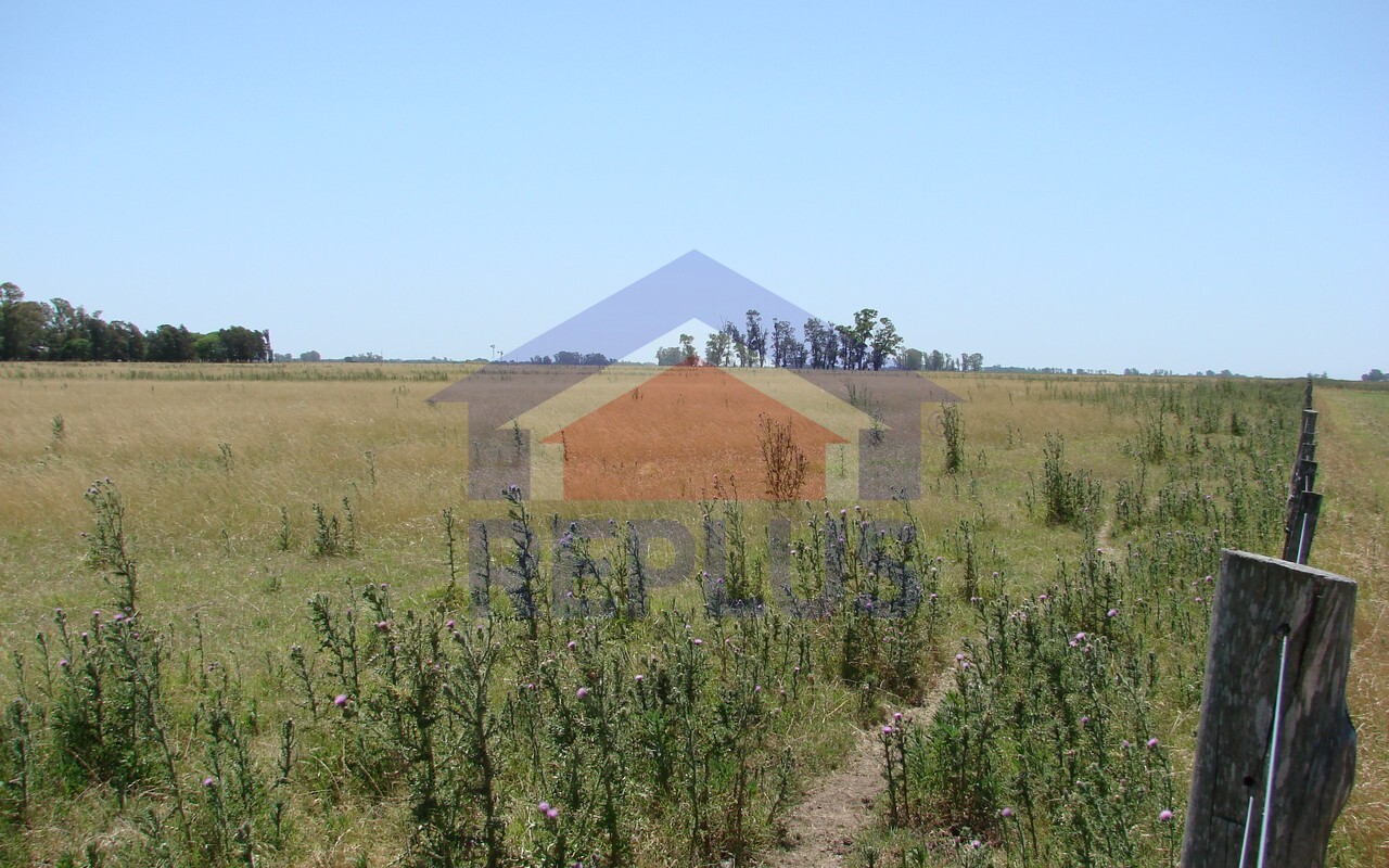 Campo 42 Héctáreas, Pehuajó, BA 6450