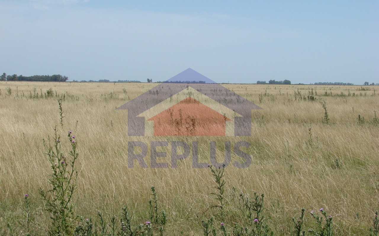 Campo 42 Héctáreas, Pehuajó, BA 6450