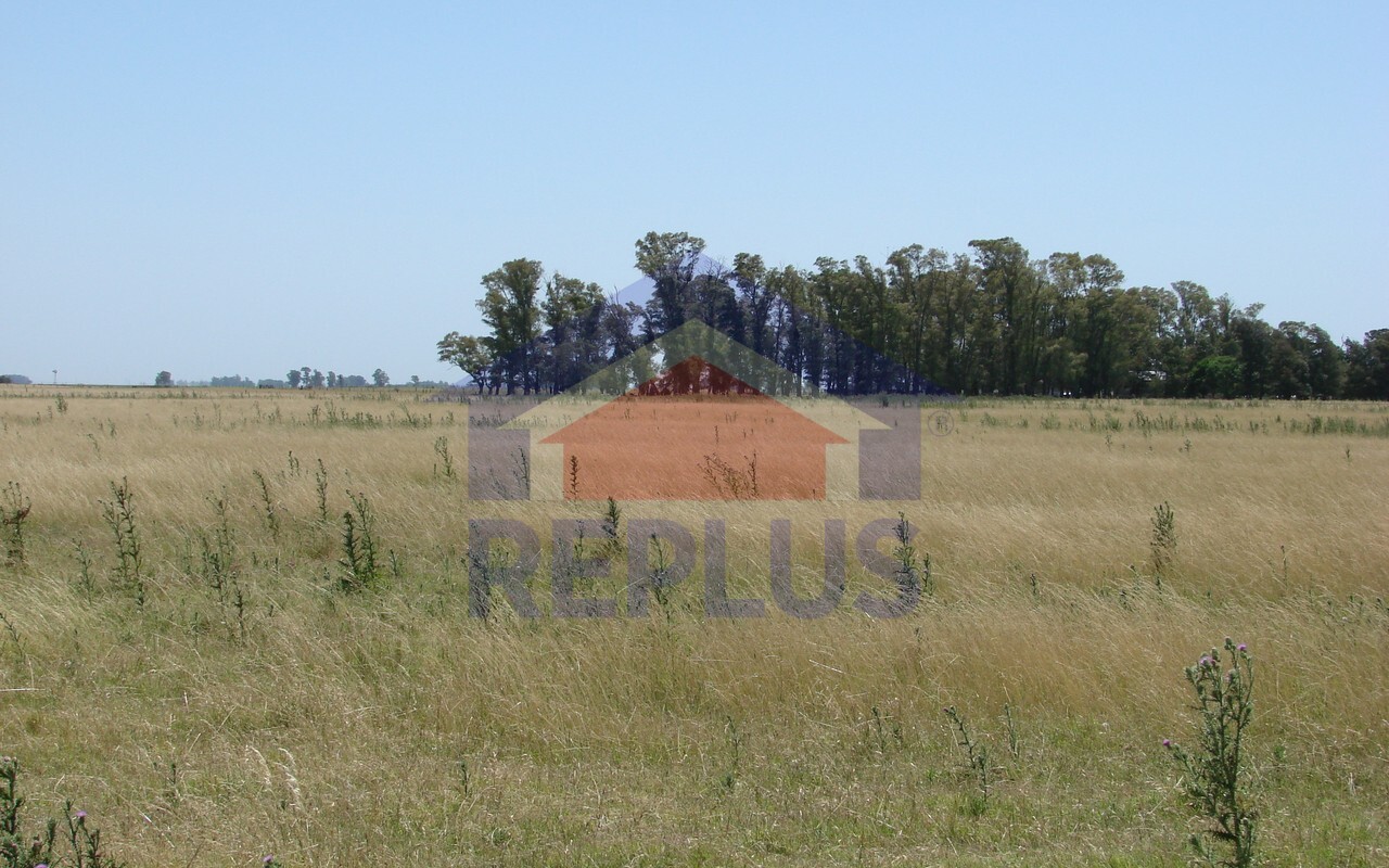 Campo 42 Héctáreas, Pehuajó, BA 6450
