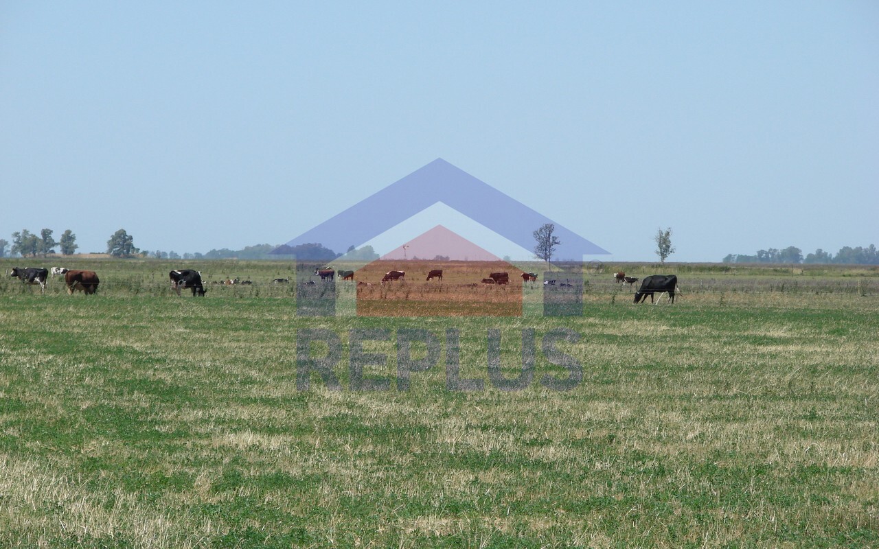 Campo 42 Héctáreas, Pehuajó, BA 6450