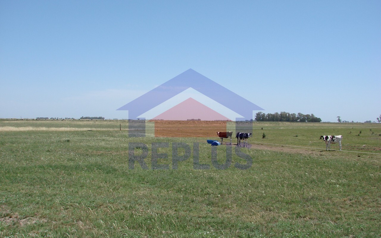 Campo 42 Héctáreas, Pehuajó, BA 6450