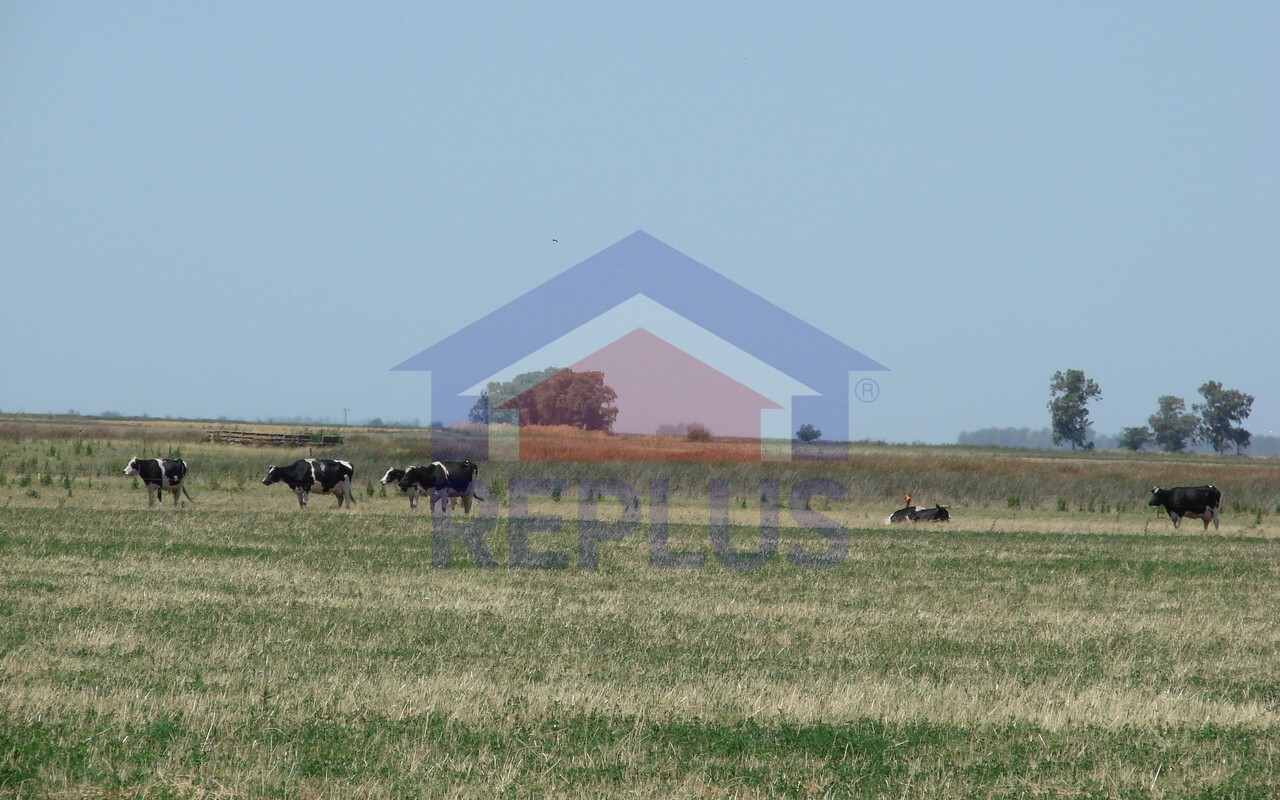 Campo 42 Héctáreas, Pehuajó, BA 6450