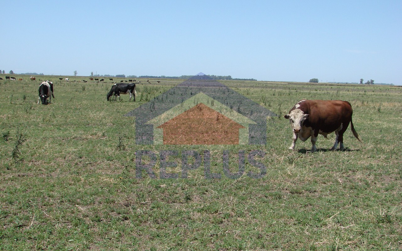 Campo 42 Héctáreas, Pehuajó, BA 6450