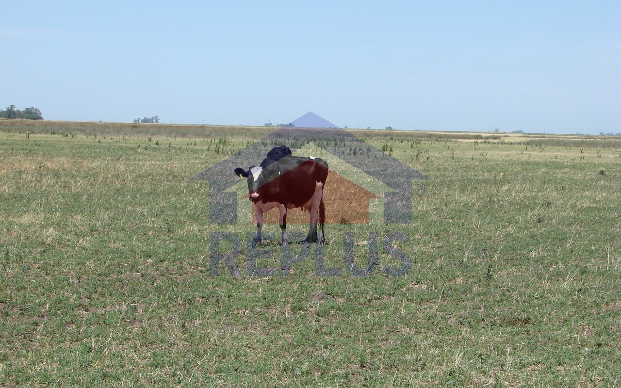 Campo 42 Héctáreas, Pehuajó, BA 6450