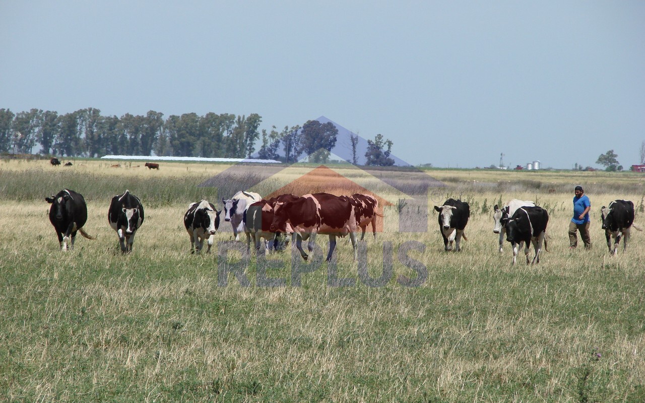 Campo 42 Héctáreas, Pehuajó, BA 6450