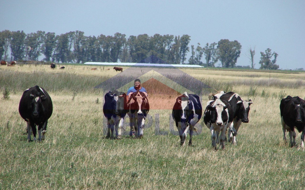 Campo 42 Héctáreas, Pehuajó, BA 6450